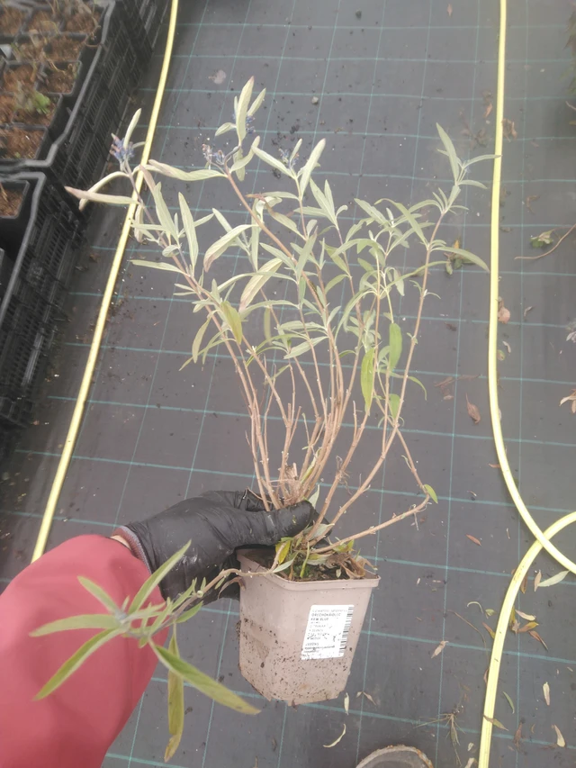 Caryopteris Kew Blue - 23. 10. 2025