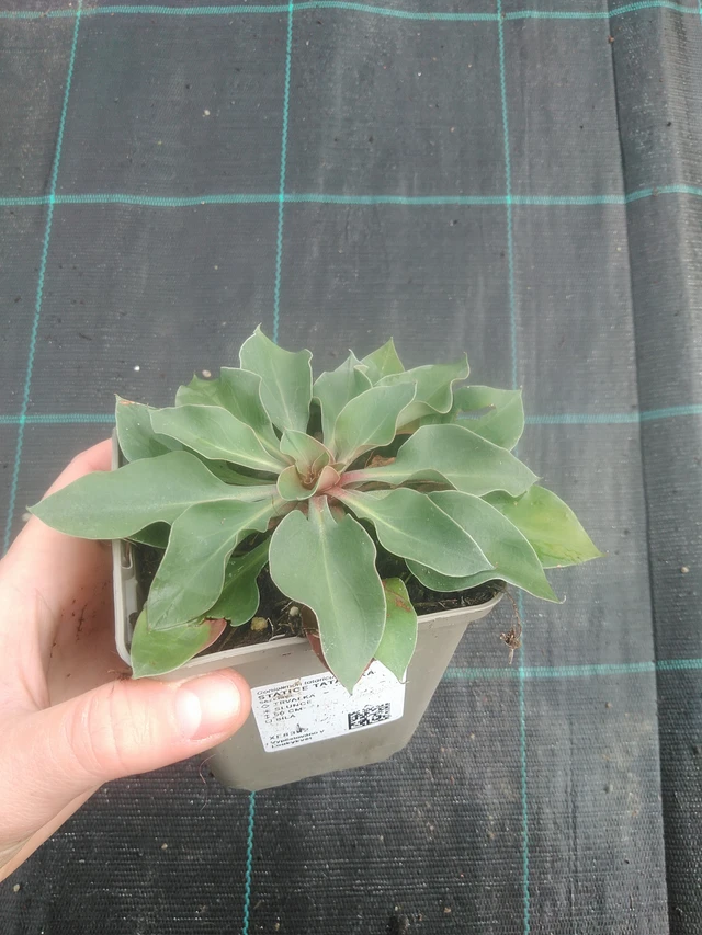 Statice tatarská - 17. 7. 2025