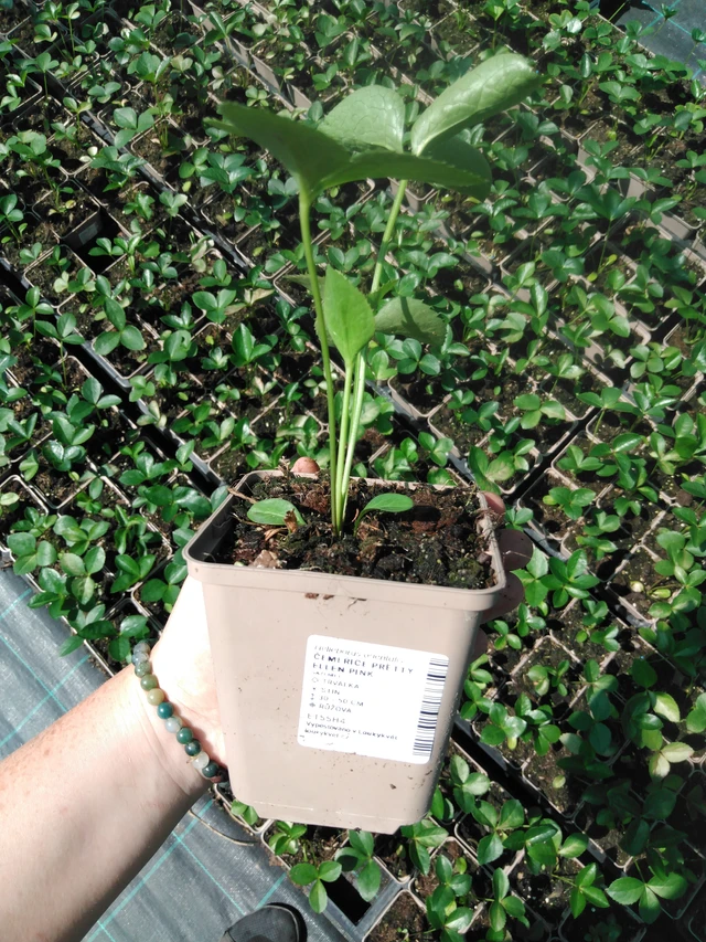 Hellebore Pretty Ellen Pink - 2024