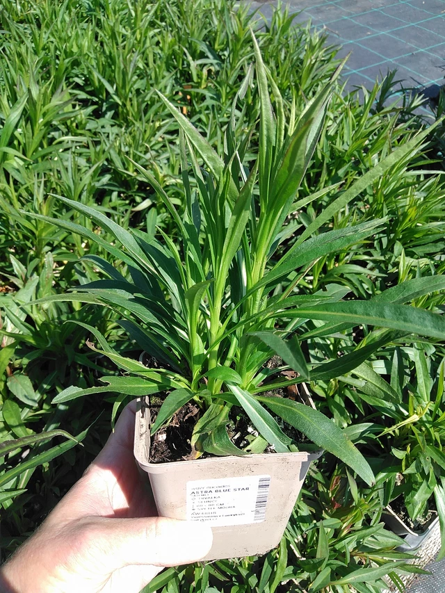 Asteri Blue Star - 13. 5. 2025