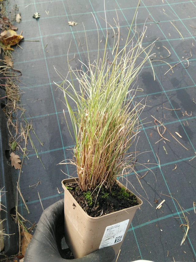 Moskytovka - 31. 10. 2025