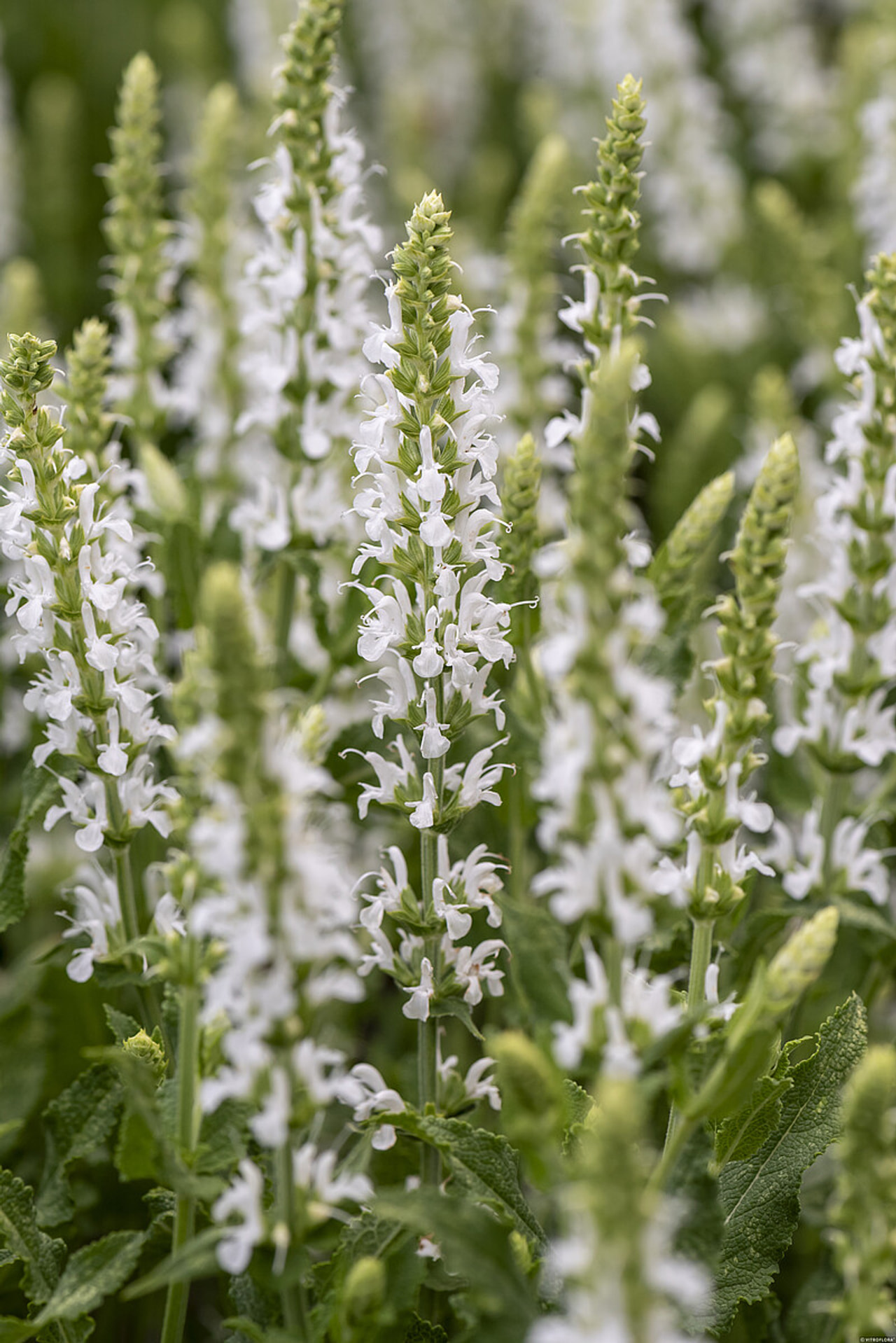 Šalvěj hajní Adrian, Loukykvět