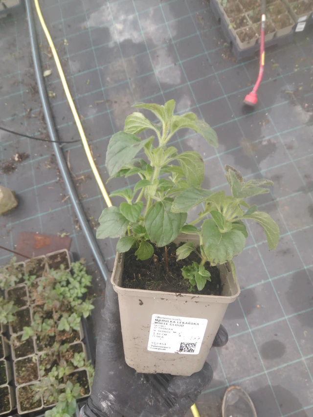 Mirrinminttu White Cloud - 23. 10. 2025