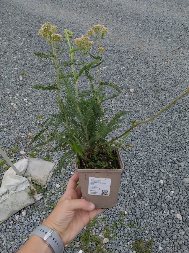 Řebříček Lachsschönheit - 10. 9. 2025