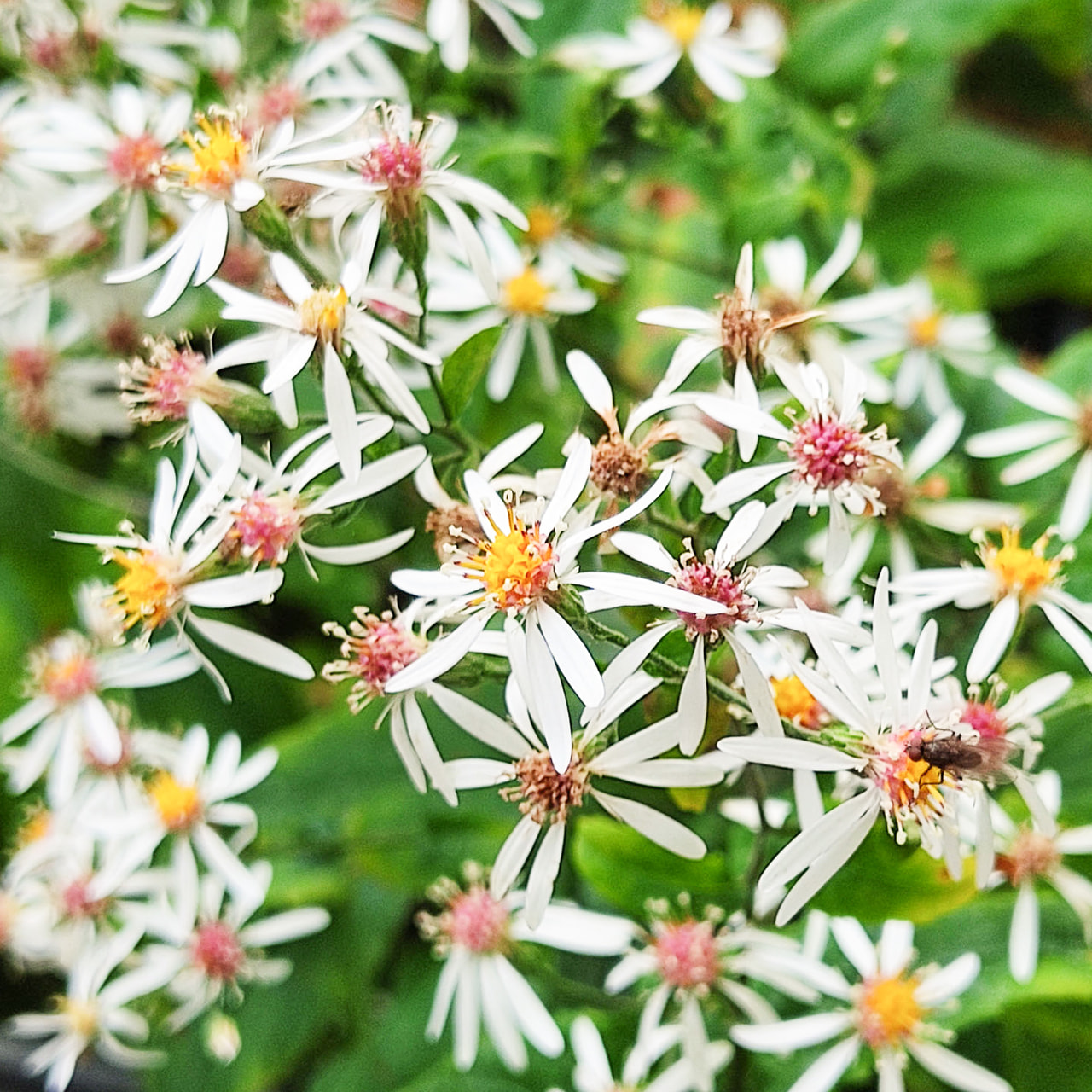 Astra rozkladitá Eastern Star , Loukykvět