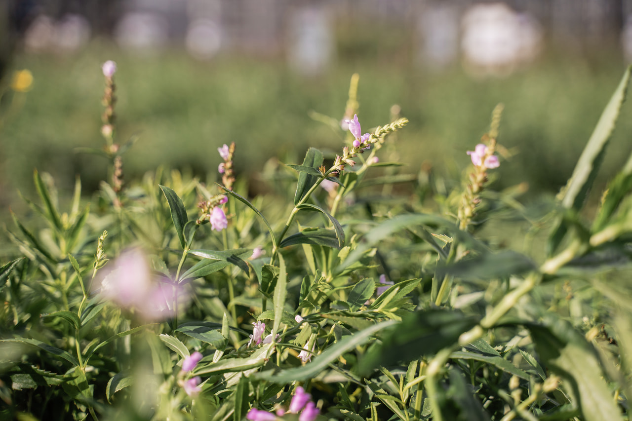 Scharnierbloem Bouquet Rose, Loukykvět