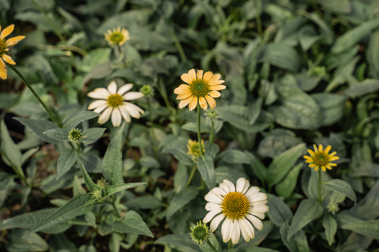 Echinacea Mellow Yellows, Loukykvět