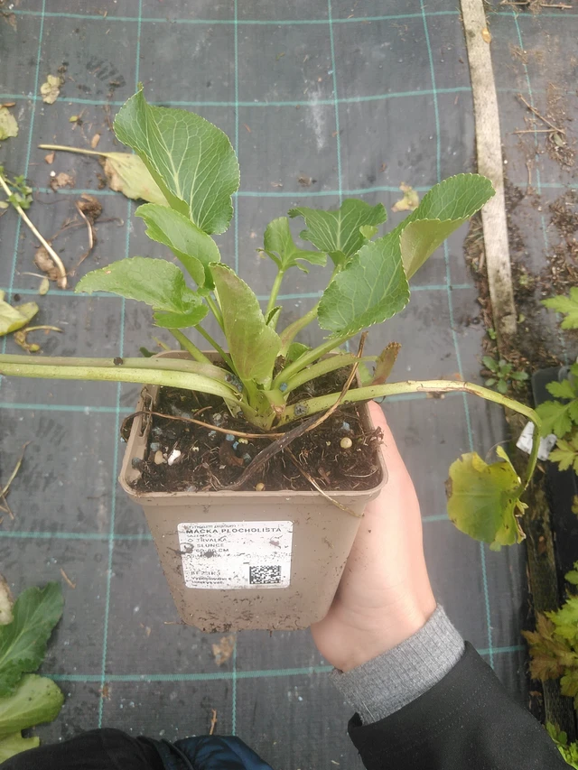 Panicaut plan - 10. 10. 2025