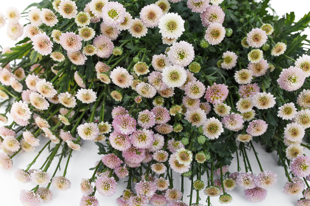 Chryzantéma Energia Blushed, Loukykvět