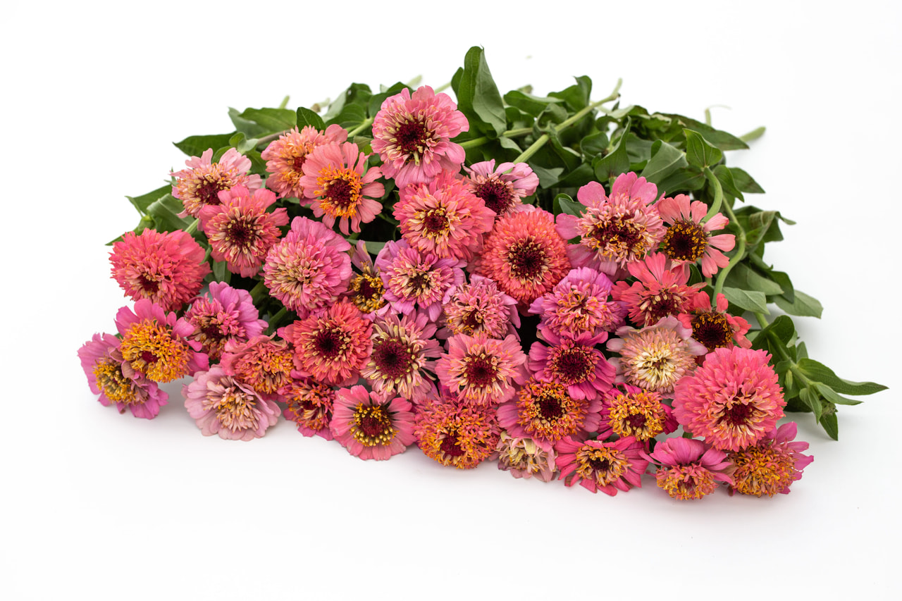 Cínie Cupcakes Pink, Loukykvět