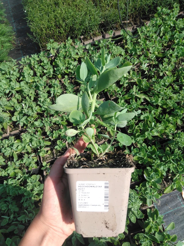 Sedum Star Dust - 2024