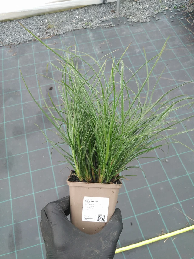 Witte veldbies - 4. 8. 2025