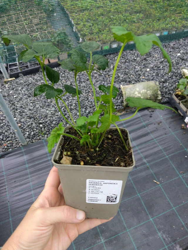 Sasanka japonská Serenade - 10. 9. 2025