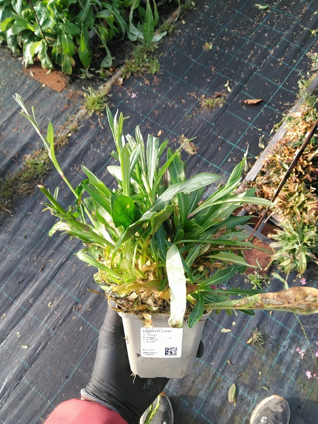 Ragged Robin luční - 31. 10. 2025