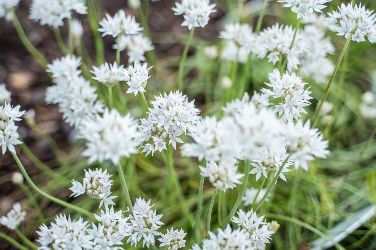 Česnek Graceful Beauty , Loukykvět