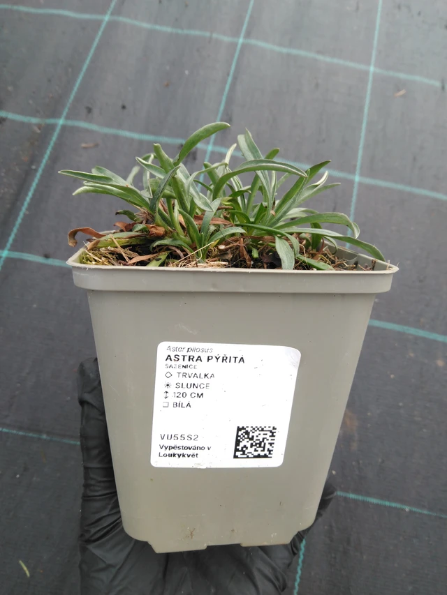 Astra pýřitá - 1. 4. 2026