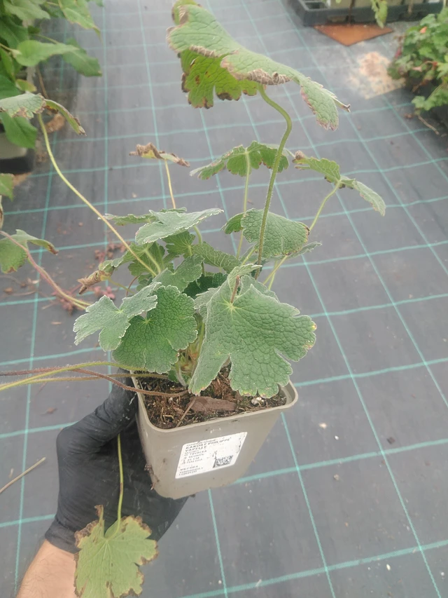 Kakost Philippe Vapelle - 10. 9. 2025