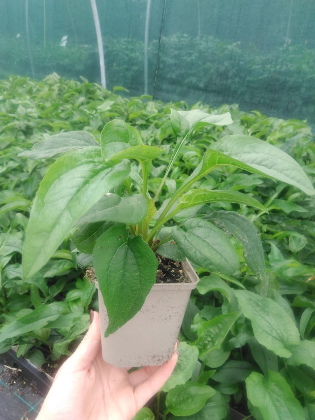 Echinacea Magnus - 2024