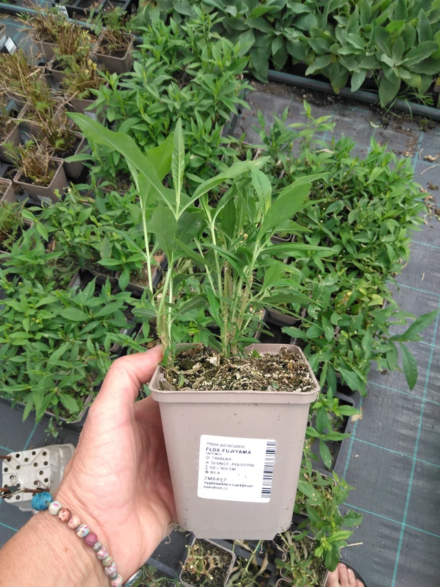 Phlox Fujiyama - 2024