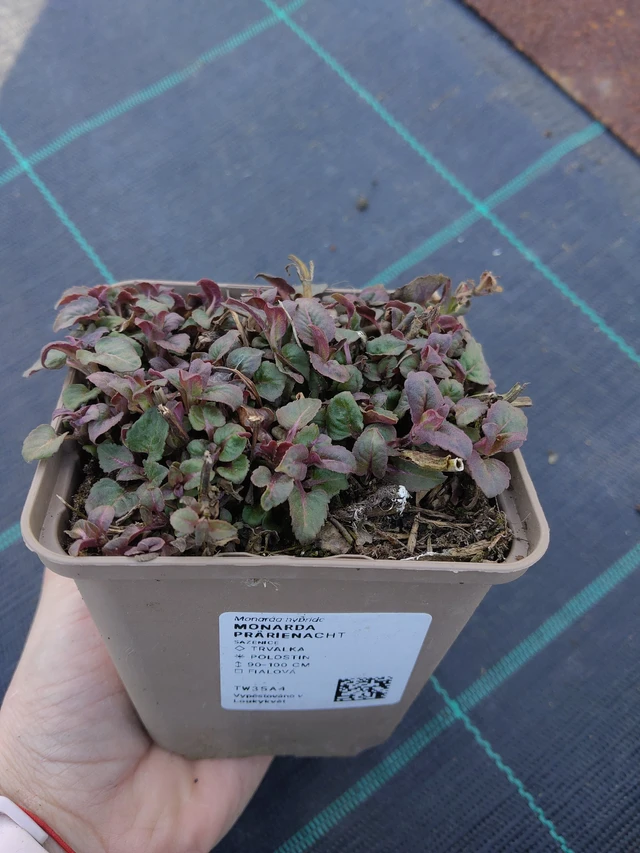 Monarda Prärienacht - 27. 3. 2026