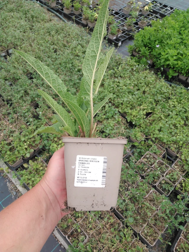 Tähkylä Sixteen Candles - 2024