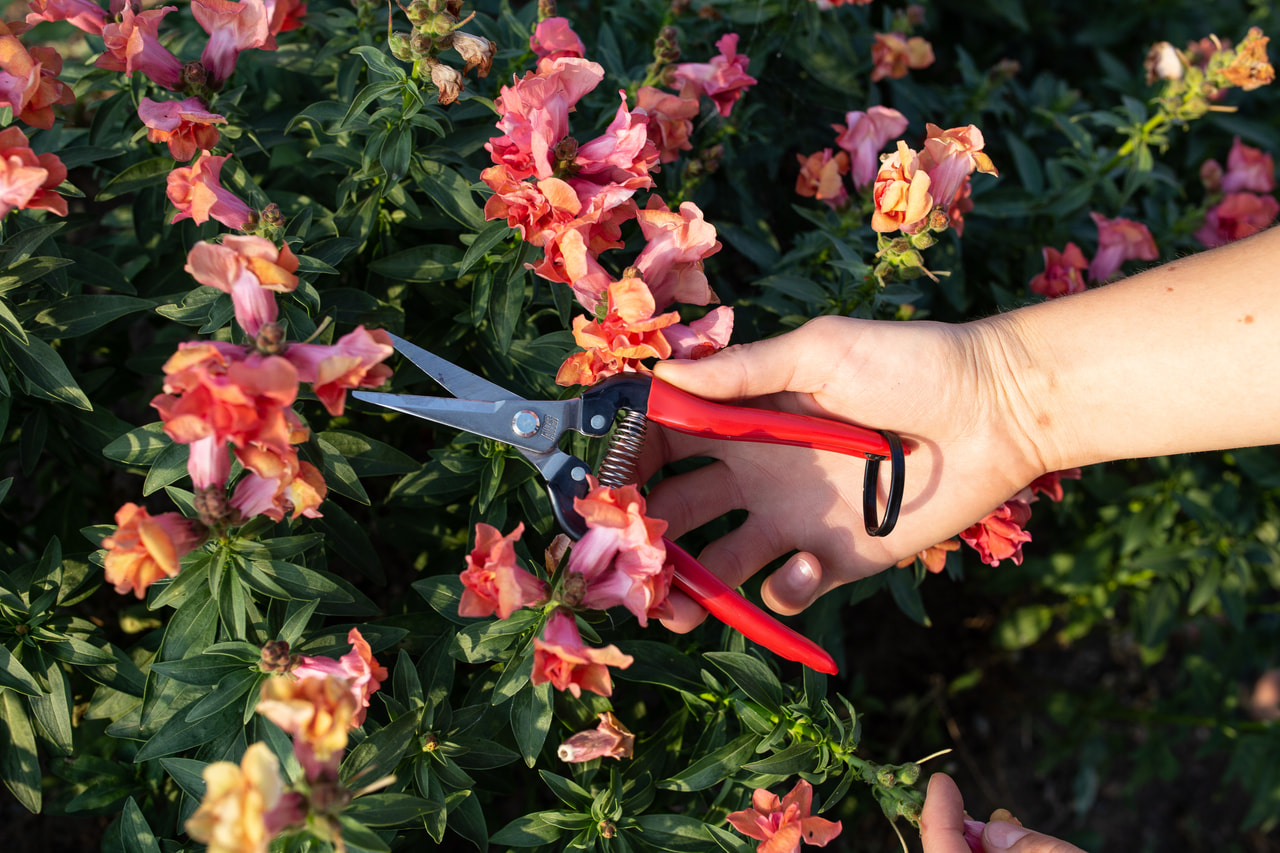 Celokovové floristické nůžky, Loukykvět