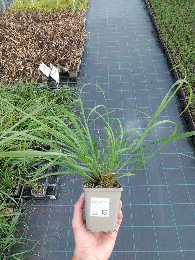 Dochan psárkovitý viridescens - 24. 6. 2025