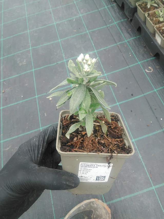 Fleabane three-veined Silberregen - 10. 9. 2025