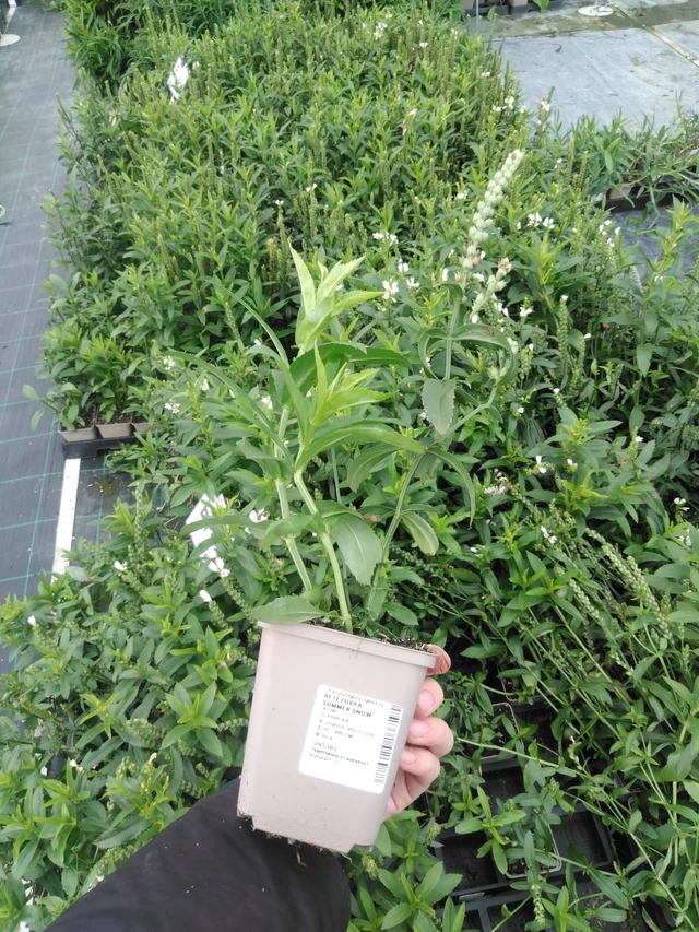 Lythrum Summer Snow - 2024