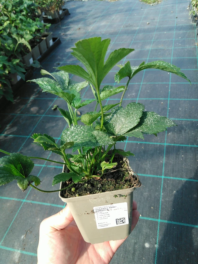 Anemone Prinz Heinrich - 19. 8. 2025