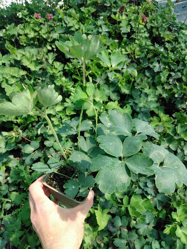 Orlíček Bordeaux Barlow - 13. 5. 2025