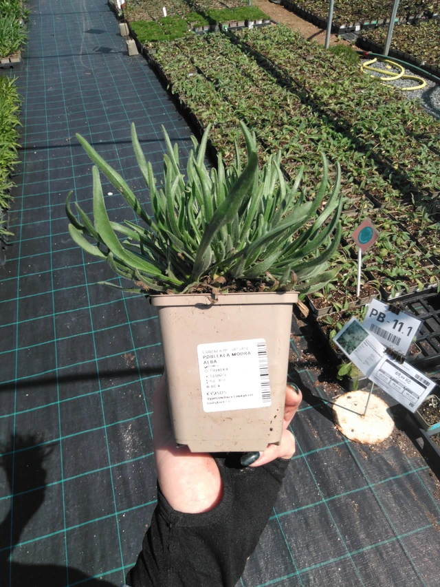 Lobelia azul Alba - 13. 5. 2025