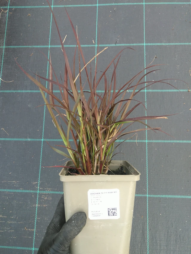 Pasto de fuente Rubens - 10. 7. 2025