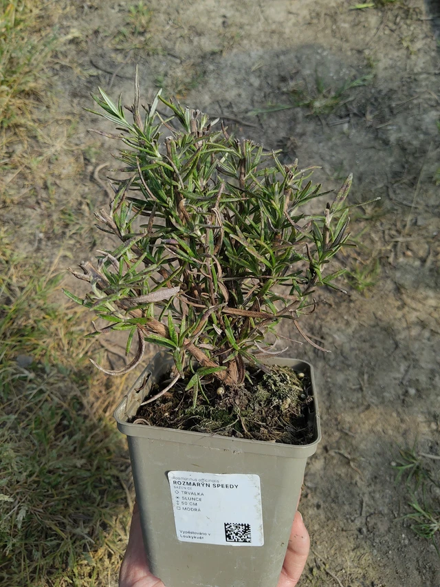 Rozmaring Speedy - 27. 3. 2026