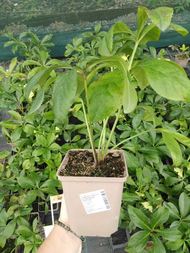 Eléboro Pretty Ellen Green Spotted - 2024