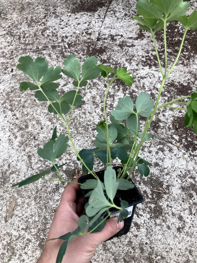 Akvileija Purple Barlow - 2024