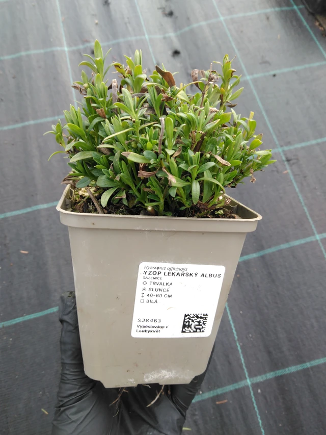 Ysop Albus - 1. 4. 2026