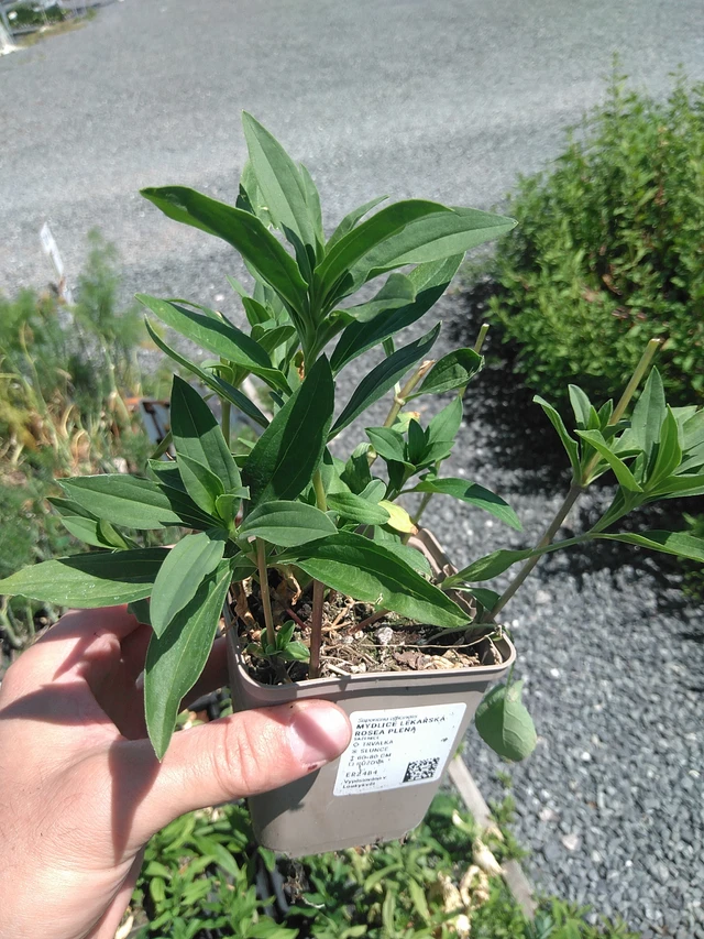 Saponaria officinalis Rosea Plena - 24. 6. 2025