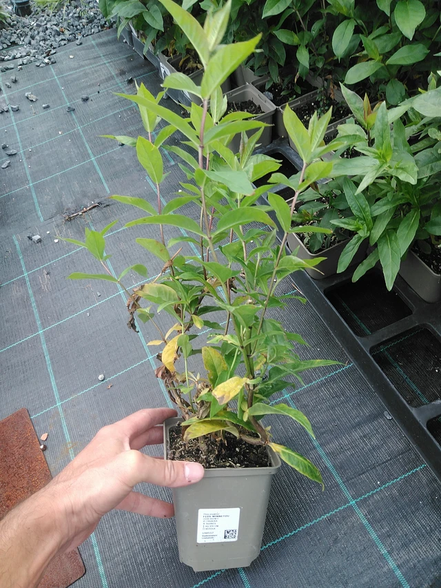 Flox Winnetou - 24. 6. 2025