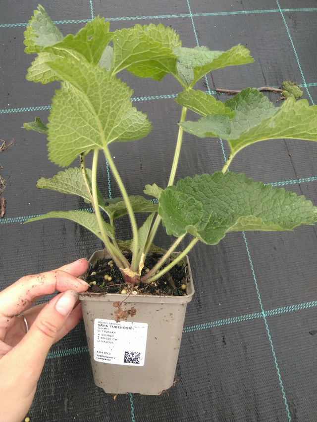 Sápa Tuberosa - 11. 7. 2025