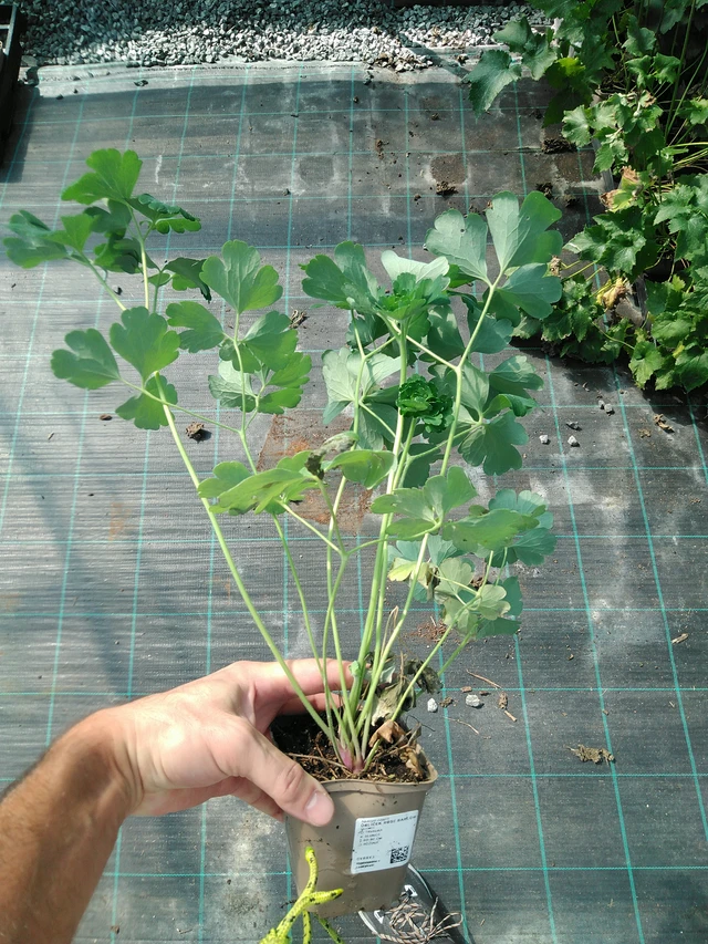 Columbine Rose Barlow - 19. 8. 2025