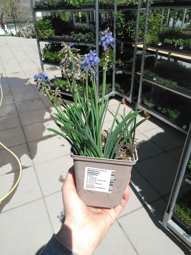 Muscari arménský Atlantic - 15. 5. 2025