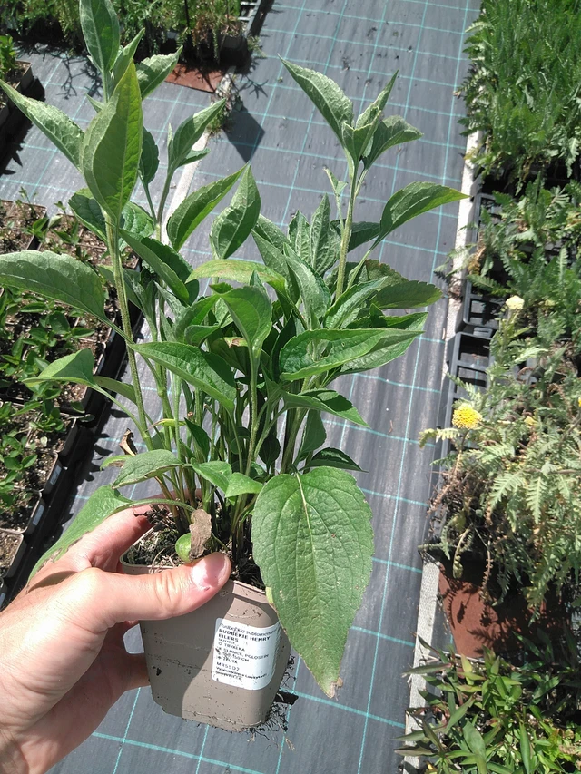 Rudbeckia Henry Eilers - 24. 6. 2025