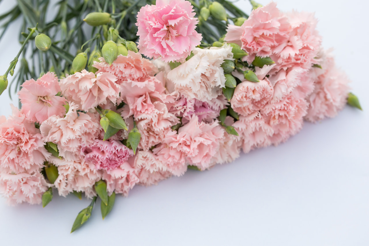 Karafiát Chabaud La France, Loukykvět