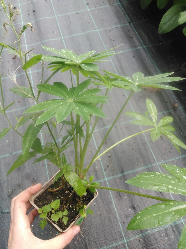 Altramuz Gallery Pink - 17. 7. 2025