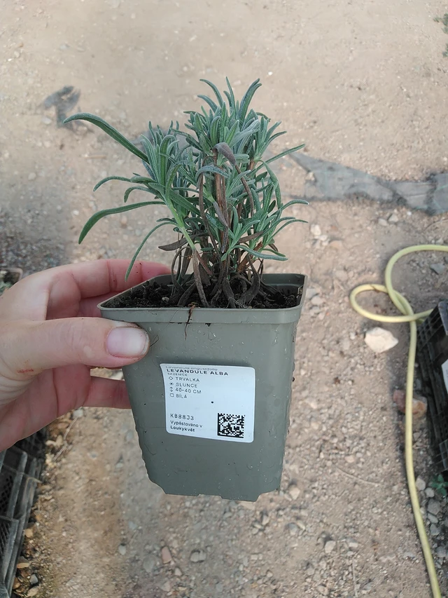 Lavanda Alba - 19. 8. 2025