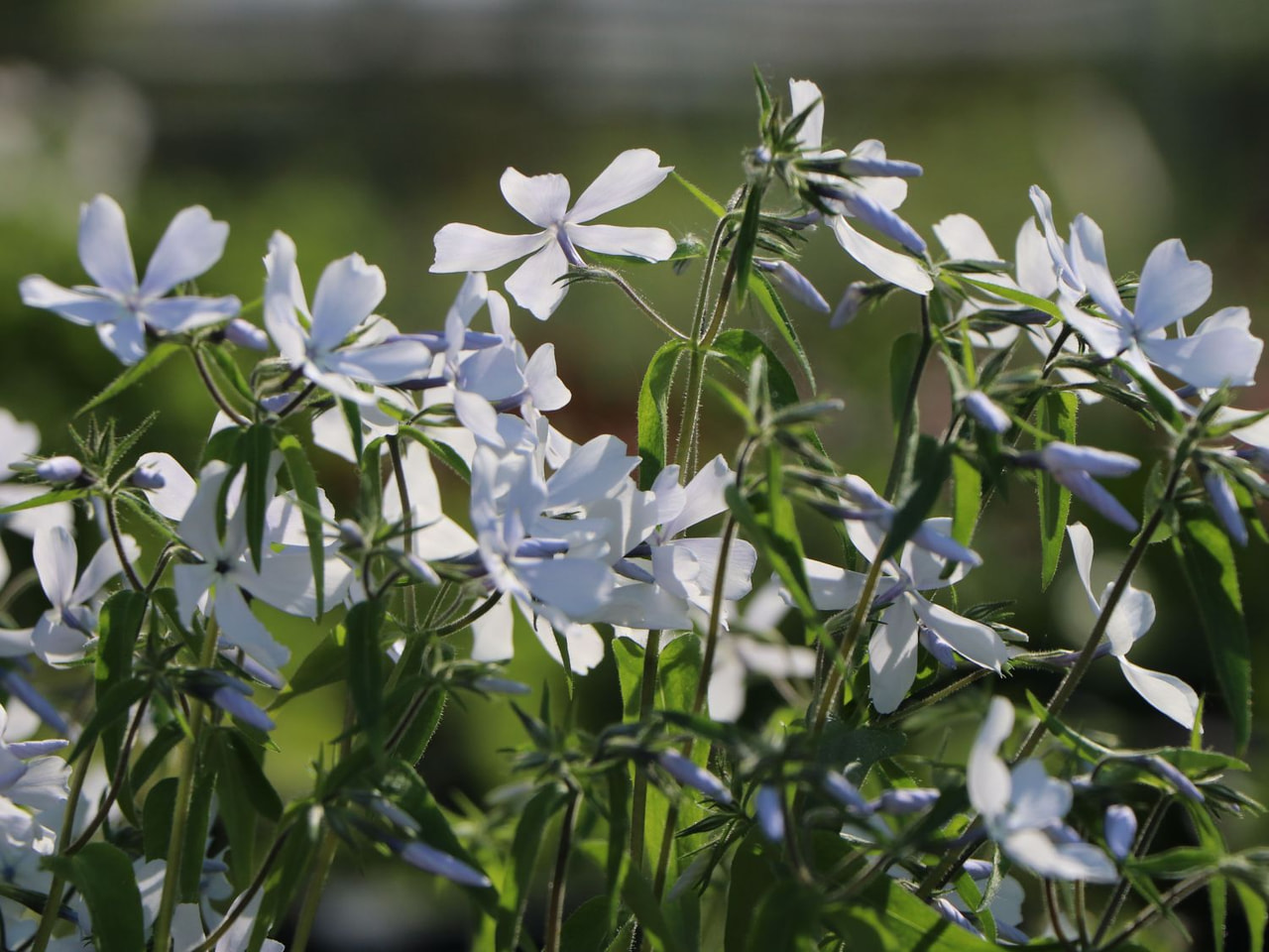 Flox May Breeze, Loukykvět