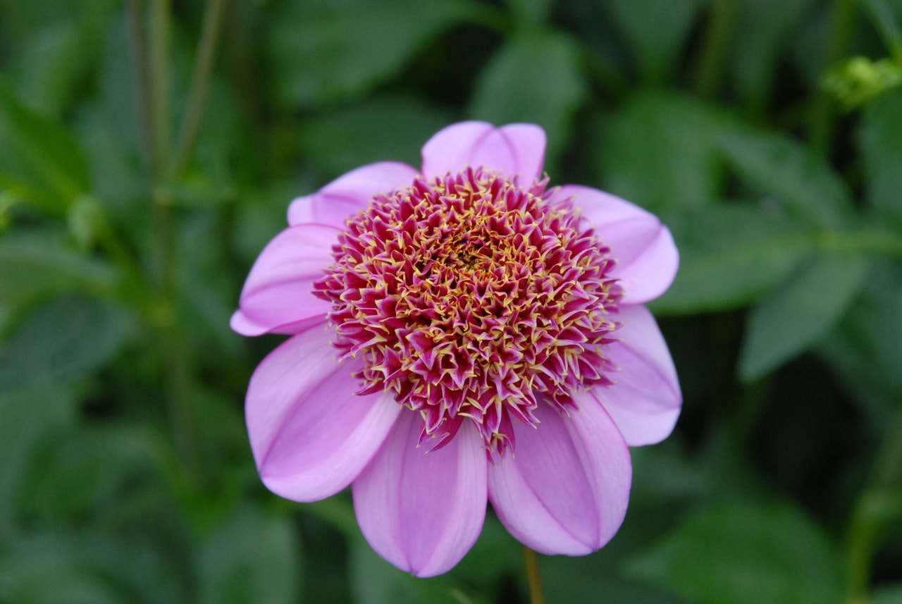 Dahlie Dad's Favorite, Loukykvět