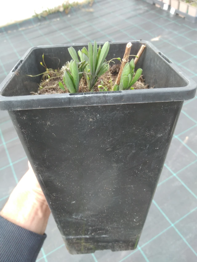 Baptisia australis - 10. 4. 2025