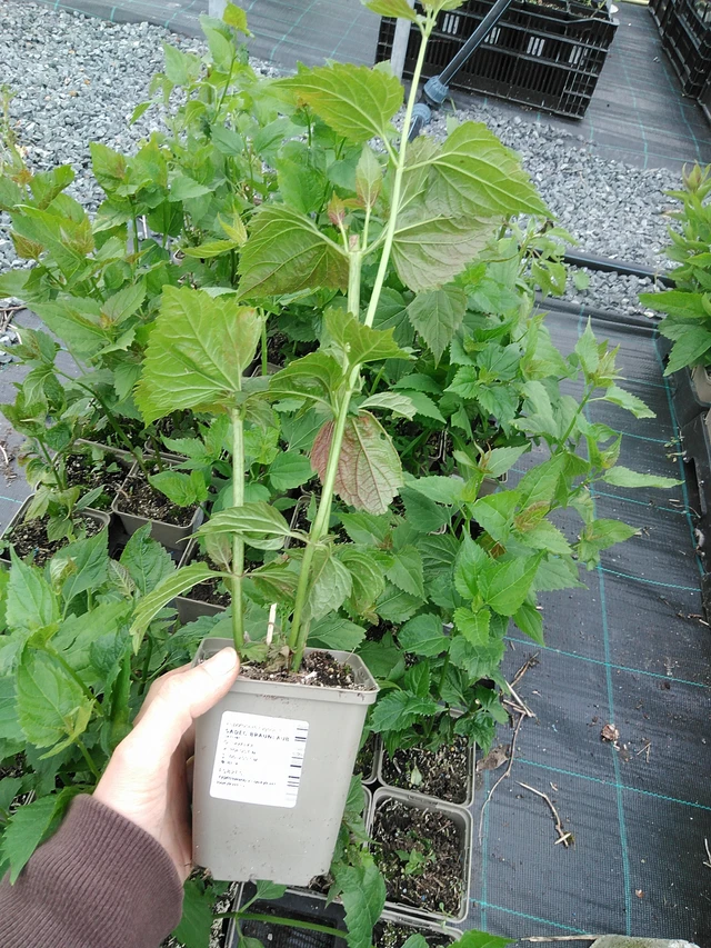 Sadec Braunlaub - 9. 6. 2025